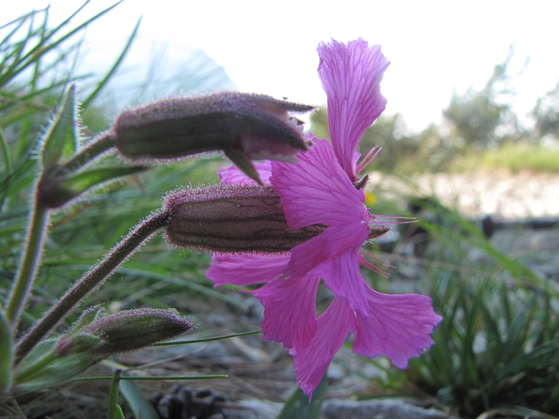 Silene elisabethae / Silene di Elisabetta